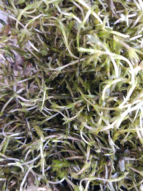 轮叶黑藻 养虾蟹水草 芽苞芽孢节节草灯笼草龙虾养殖饲料活体 500克