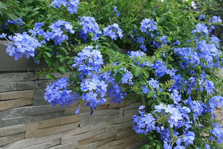 爬藤植物蓝雪花 攀援花苗盆栽花卉 多年生藤本蓝雪花阳台庭院园艺 小
