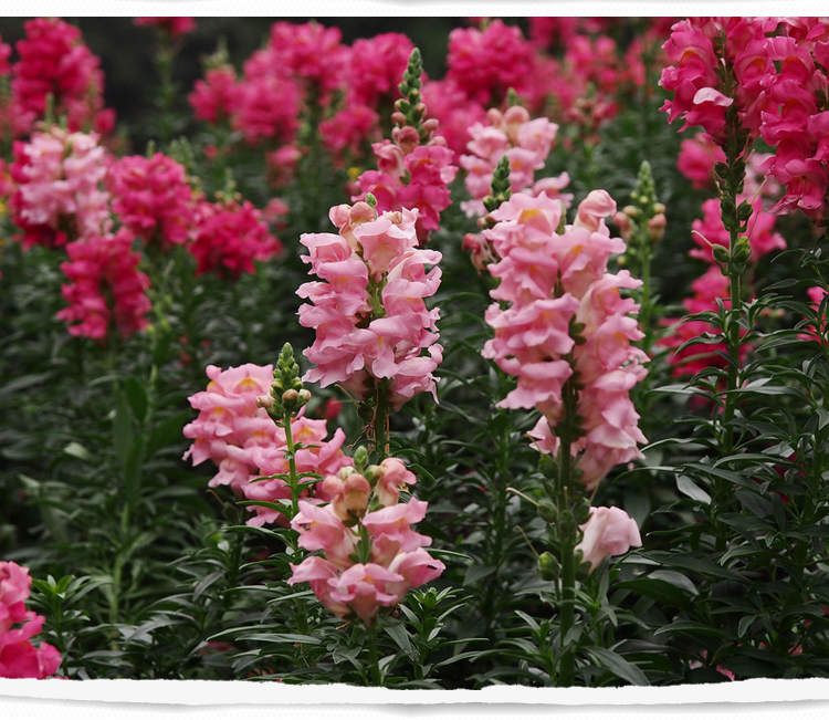 金鱼草种子混色龙头花盆栽花卉多年生绿植花草易种夏播种子50粒