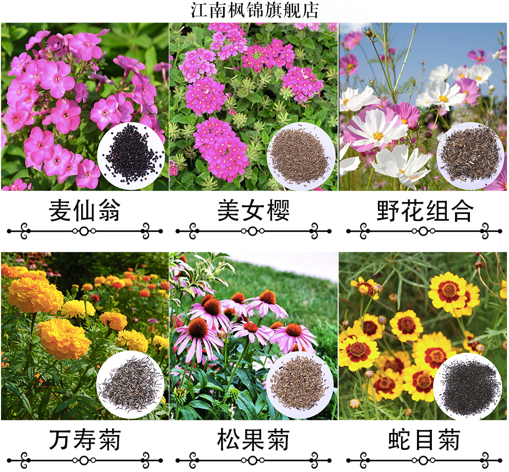 颜集卉鑫威庭院花种子大丽花种子 一斤