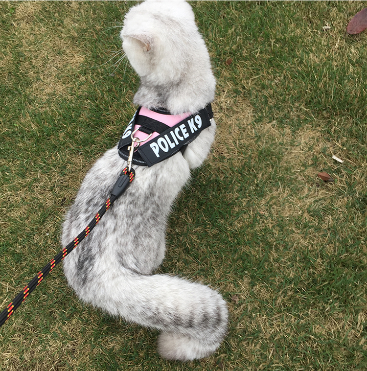 猫绳子遛猫绳胸背带防挣脱牵引绳拴猫牵猫外出溜猫绳猫链子猫咪用品 