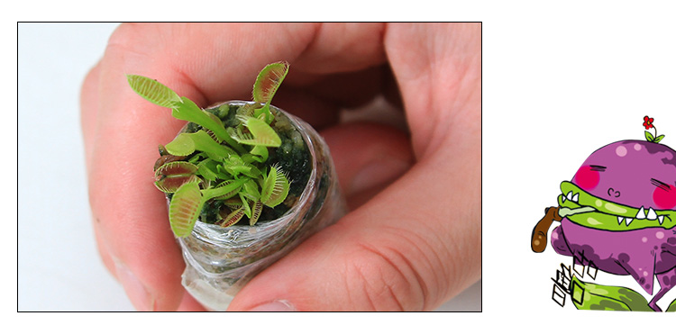 小观园绿植捕蝇草盆栽 b52捕蝇草小 夹子5个以上 带盆栽好