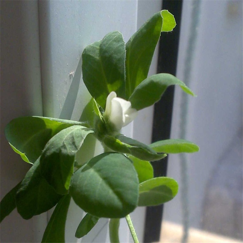 苏之卉中华香草香囊草种子 芳香类植物 一斤