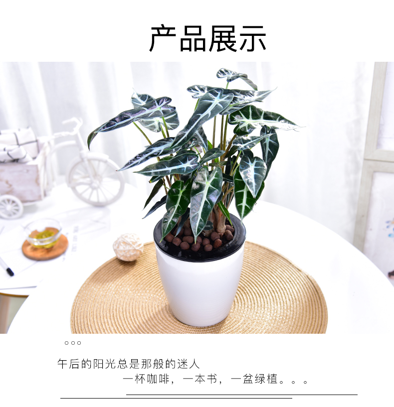 春沭仙女小盆栽室内办公室阳台花卉绿植禅意观叶盆景小仙女白龙蛋中盆