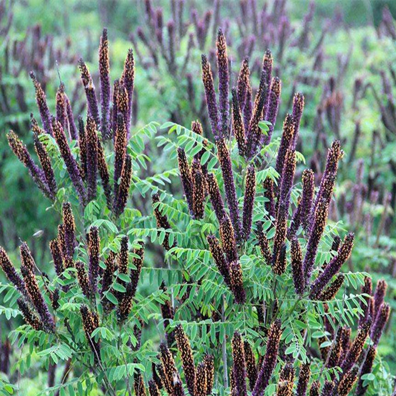 唯友weiyou紫穗槐树种子护坡灌木刺槐种子猪屎豆胡枝子毛苕子柠条山