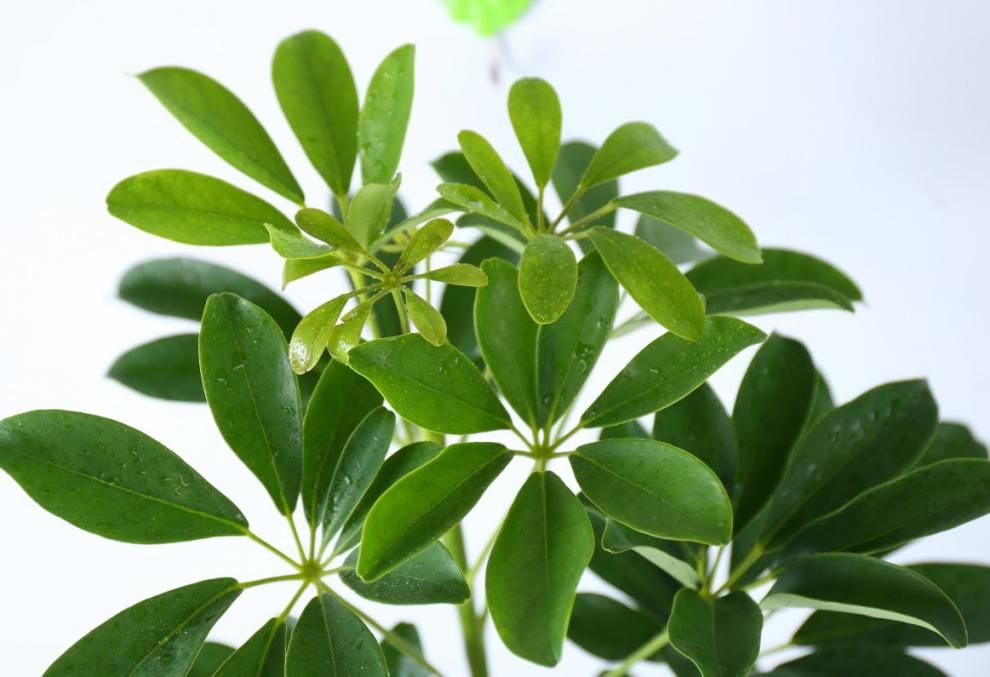 鸭脚木鸭掌木办公室植物盆栽鹅掌柴七叶莲 大鸭脚木40-50cm 含盆