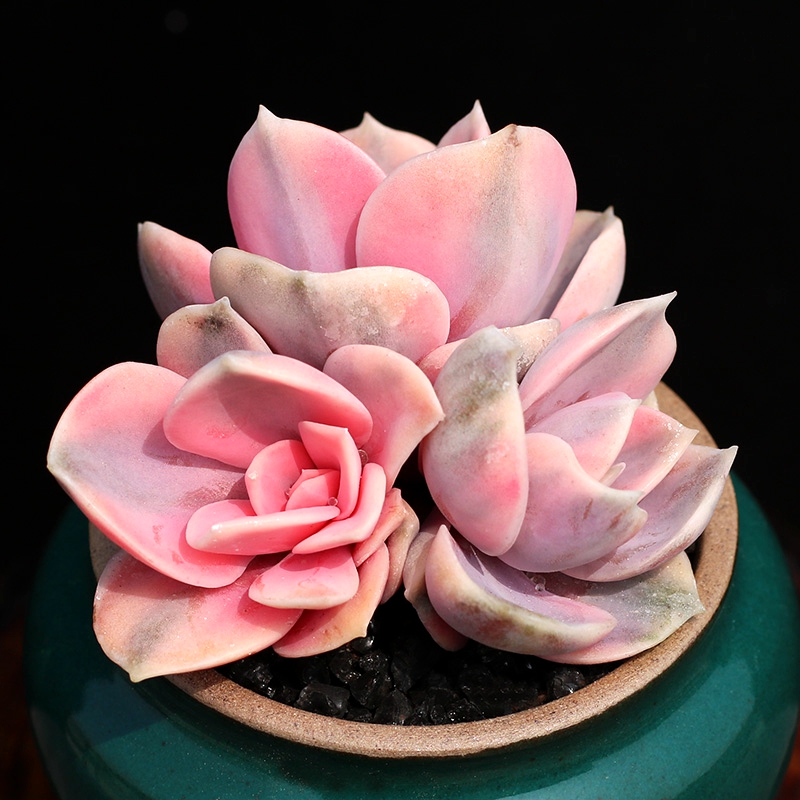 花络阁多肉植物彩虹紫珍珠锦彩虹多头