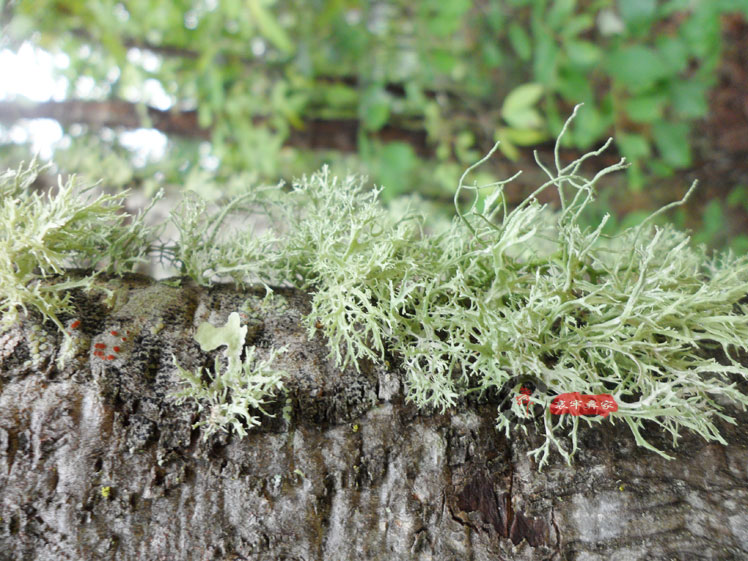 树花菜哀牢山绿色天然胡须菜彝家特色菜凉拌菜500克