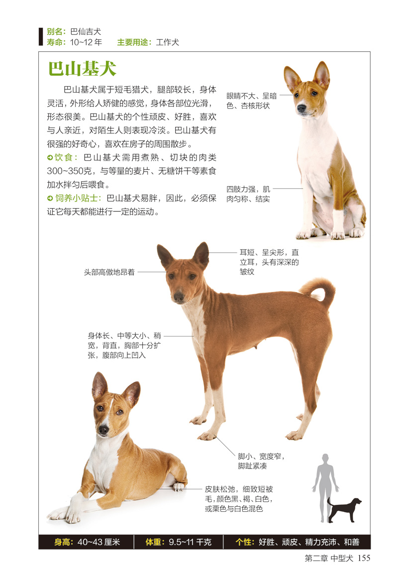 名犬图鉴167种人气宠物犬的特征习性图鉴珍藏丛书动物图鉴书籍时尚