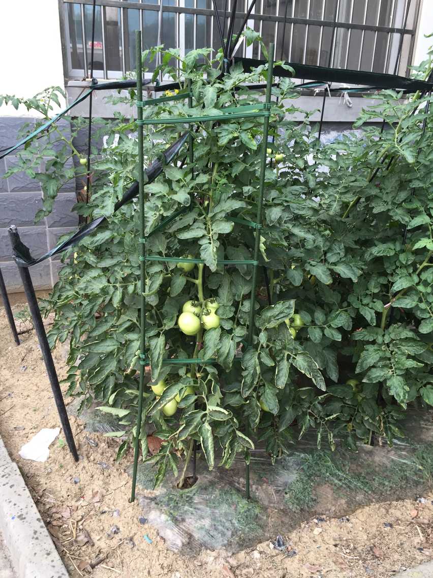 优友园艺用品花支架支柱月季番茄黄瓜瓜果爬藤架攀爬架支撑架 长1.