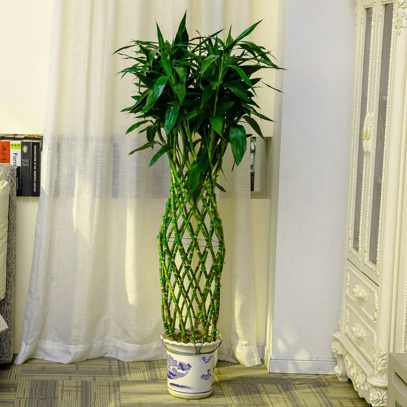 富贵竹笼盆栽开运竹大型绿植办公室客厅室内花卉盆景 黑色螺纹瓷盆1.