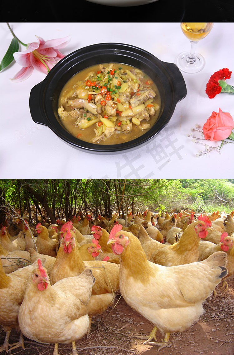 星云湖广东清远三黄鸡整只鲜活农家散养走地鸡童子鸡活鸡现杀净膛发货