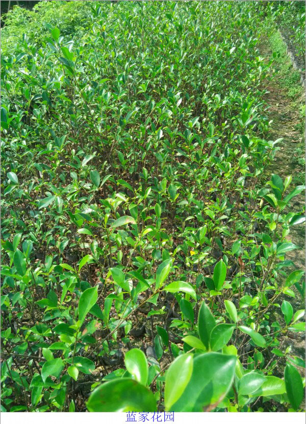 小叶榕苗小叶榕树树苗细叶榕苗长根须高山榕苗绿化树苗小叶榕1315多