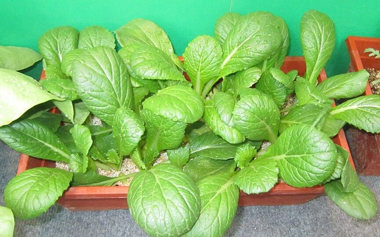 蔬菜彩包种子/四季青小白菜 _现价8元