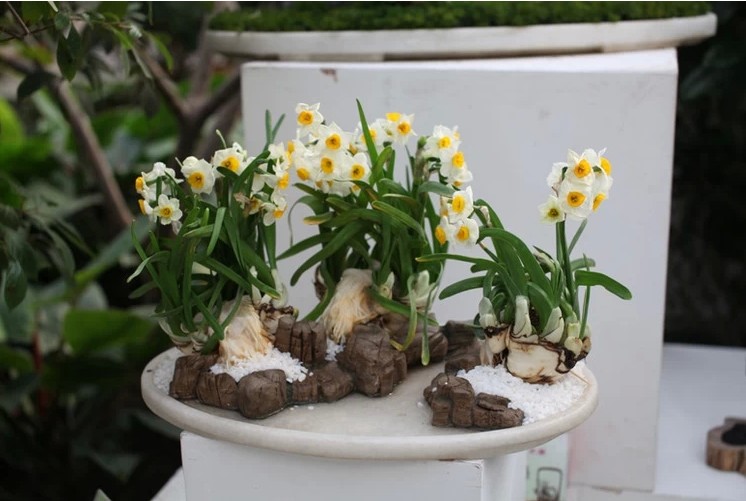 水仙花种球荷兰进口大水仙种球水培水养盆栽洋桌面植物种子 套餐3 22