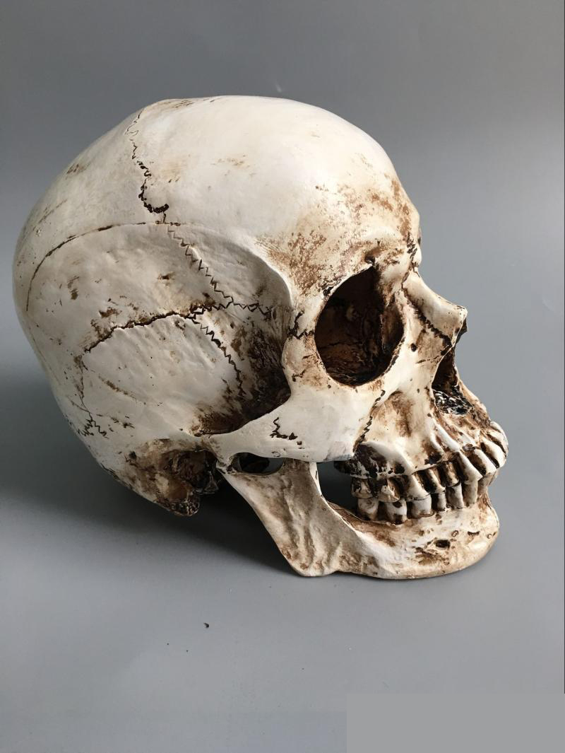 11树脂骷髅头绘画人头骨艺用人体肌肉骨骼解剖头骨模型美术现货