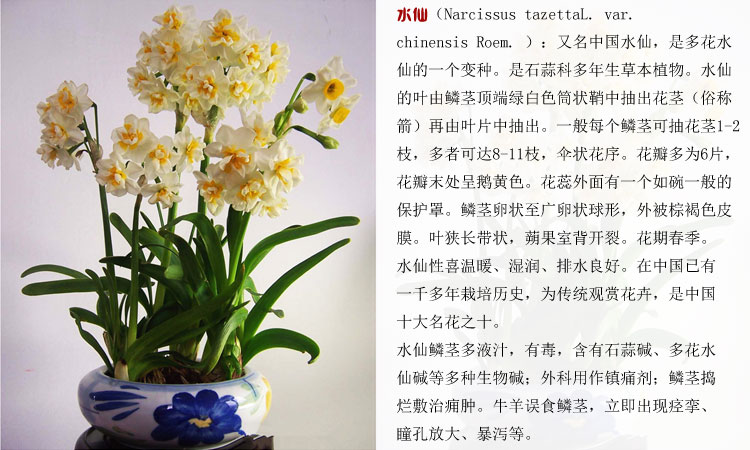 水仙花荷兰进口水仙水培植物小盆栽洋水仙花桌面植物花卉绿植 黄玉