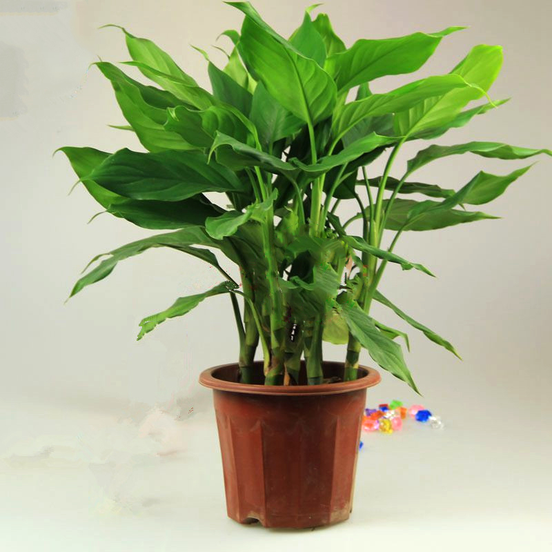 万年青盆栽花卉植物 绿巨人盆栽室内客厅大型盆景植物 80cm高 8-10棵