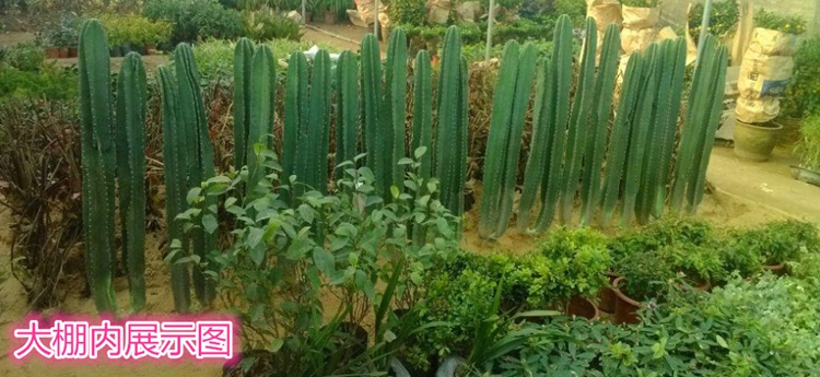 盆景花卉批发市场在哪里