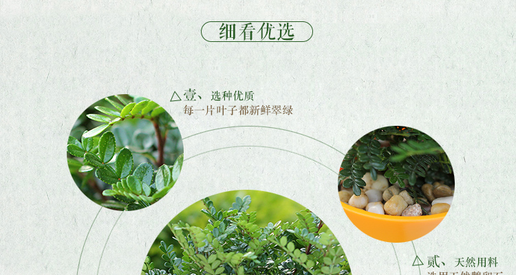 清香木如何盆栽