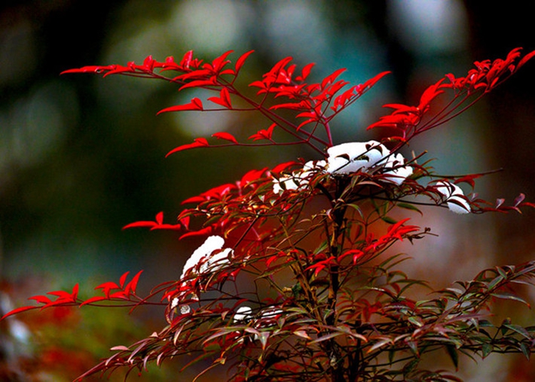 御卉阁观赏植物红叶植物南天竹苗盆栽竹子苗红天竹苗耐寒南北方不含盆