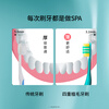 EBISU Quadruple Hair Transplantation Adult Toothbrush Cleans Between Teeth, Protects Gums, Freshens Breath, 2 Toothbrushes in Random Colors