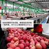 Jingxiansheng Shaanxi Luochuan Red Fuji Apples, 16 pieces, single fruit 250g, fresh fruit gift box, straight from the source