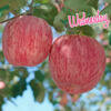 Jingmi Luochuan Apple Red Fuji Fresh Fruit New Fruit Gift Box Net Weight 8.6 Jin Single Fruit 200g Origin Head Straight Hair