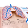 3-6 years old, moving three-dimensional popular science flip book, cute body (edited by a doctor of medicine, 10 human body scenes, 3D creative three-dimensional, fun science popularization from children's perspective, 100 moving parts, human body game card)