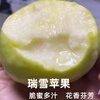 Shuaidui Shaanxi Baishui Ruixue Apple Authentic 2025 Season Fresh Crisp Sweet Fragrant Green Apple Premium Fruit Gift Box Full Box Selected 4.5 Jin Large Fruit 80-85mm About 9-10 Pieces