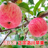 Jingmi Luochuan Apple Red Fuji Fresh Fruit New Fruit Gift Box Net Weight 8.6 Jin Single Fruit 200g Origin Head Straight Hair