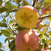 Aksu Apples