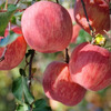 Jingmi Luochuan Apple Red Fuji Fresh Fruit New Fruit Gift Box Net Weight 8.6 Jin Single Fruit 200g Origin Head Straight Hair