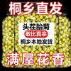 Food Fragrance Yi Tongxiang Supply Tongxiang Feiju Chrysanthemum Tea Hangzhou Baiju Gongju Canned Herbal Tea Stay Up Late Herbal Tea Wolfberry First-chrysanthemum King 125g One can in total