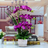 ENRMIIV Phalaenopsis artificial flower set living room ornaments fake flowers coffee table TV cabinet display flower decoration plastic flowers silk flowers 3 purple-red Phalaenopsis 55 cm high