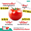 VINOBLE Thailand Hi-Balanz Lycopence Red Lycopene Capsules Anti-Oxidant Anti-UV Sun Protection Brightening Wine Red