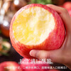 Jingdi Dalochuan Apple Red Fuji Apple Shaanxi Fruit New Year Gift Box 12 Extra Large Fruits 7 Jin 85mm + Straight from the Source
