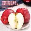 Jingdida Gansu Tianshui Huaniu Apple Fruit Gift Box Holiday Gift 12 Pieces Net Weight 7 Jin Single Fruit 250g + Free Shipping from Source