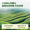 Jingdong Made in Tokyo 2025 New Tea Special Grade Mingqian Birds tongue 200g Green Tea Tea Buds Drink Yourself Jingdong Self-operated Gift Bag