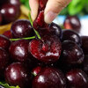 Jingyi Fresh Chilean Cherries JD/SF-Next Day Delivery to Many Places Fresh Imported Cherry Fruit Gift Box 3 Jin (Net Weight) 3J Grade Single Fruit 30-32mm