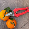 糜岚(MieLanat)加厚不锈钢园艺剪刀采摘脐橙苹果西红柿专用 不锈钢摘果修