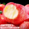 Jingdida Yantai Apple Fruit Red Fuji Apple Net Weight 5 Jin Single Fruit 80mm + New Year's Fruit Direct Shipping from the Source