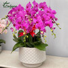 Only you 2 hours' delivery Phalaenopsis with buds and sword flower pots with real flowers orchids potted plants opening housewarming New Year's Eve flowers 8 purple plants (random porcelain pots)