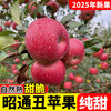 2025 Authentic Yunnan Zhaotong Rock Candy Apple Fresh Fruit Apple Seasonal Crisp Sweet Fruit Origin Straight Hair 5 Jin Packed Large Fruit (80-90mm)