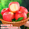 Quan Shenglong Shaanxi Baishui Red Fuji Apple 2025 New Fruit Seasonal Fruit Crisp and Sweet Optional Festival Gift Box Red Fuji 4.5 catties 75-80mm