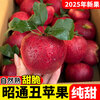 2025 Authentic Yunnan Zhaotong Rock Candy Apple Fresh Fruit Apple Seasonal Crisp Sweet Fruit Origin Straight Hair 5 Jin Packed Large Fruit (80-90mm)