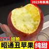 2025 Authentic Yunnan Zhaotong Rock Candy Apple Fresh Fruit Apple Seasonal Crisp Sweet Fruit Origin Straight Hair 5 Jin Packed Large Fruit (80-90mm)