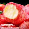 Quan Shenglong Shaanxi Baishui Red Fuji Apple 2025 New Fruit Seasonal Fruit Crisp and Sweet Optional Festival Gift Box Red Fuji 4.5 catties 75-80mm