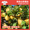 Beijing Fresh Shandong Cream Fuji Apple Net Weight 5 Jin Single Fruit 170g Fresh Fruit Directly from the Source with Free Shipping