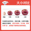 Jingxiansheng Yunnan Zhaotong Rock Candy Chou Apple, net weight 4.5kg, single fruit 70mm+, free shipping directly from the source